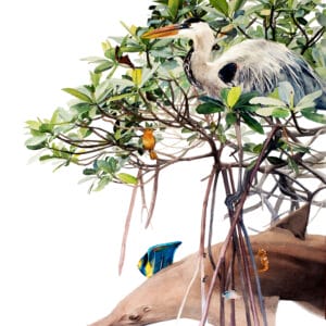 Florida Mangrove Relationships
