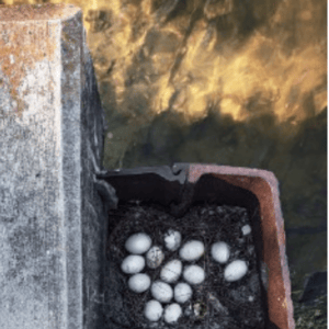 Eggs, 2019