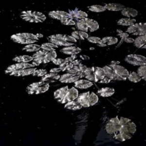Water Lily, 2018