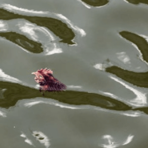 Santeria Chicken, 2019