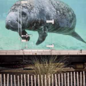 Manatee Rescue Van, 2019