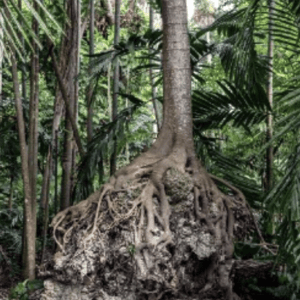 Roots, 2018