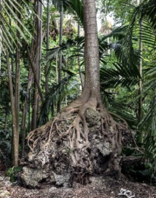 Roots, 2018