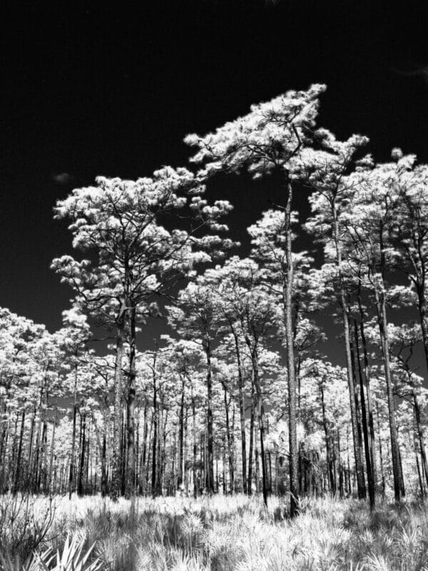 Woods of Colt Creek